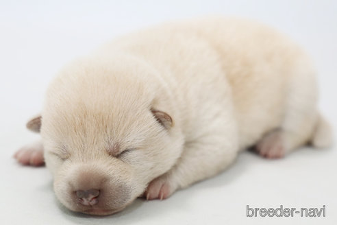 成約済の神奈川県の柴犬-315521の1枚目